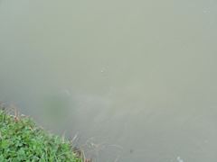 Floarea Popestiului 01.04.2012